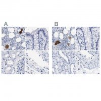 Anti-TREML1 antibody produced in rabbit 