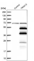 Anti-TRIM13 antibody produced in rabbit 