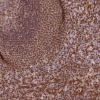 Anti-TRIM22 antibody produced in rabbit 