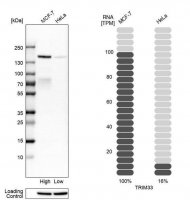 Anti-TRIM33 antibody produced in rabbit 