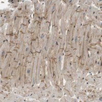 Anti-TSPAN9 antibody produced in rabbit HPA014002-100UL