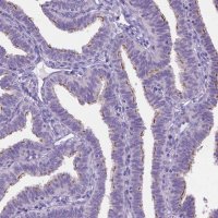 Anti-TTLL6 antibody produced in rabbit 