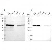 Anti-TUFM antibody produced in rabbit 