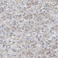 Anti-UAP1 antibody produced in rabbit 