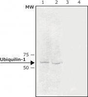 Anti-Ubiquilin-1 antibody produced in rabbit 