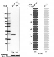 Anti-UCHL1 antibody produced in rabbit 