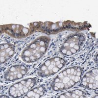 Anti-UCHL3 antibody produced in rabbit 