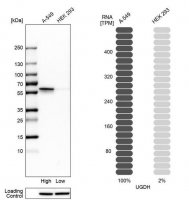 Anti-UGDH antibody produced in rabbit 