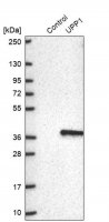 Anti-UPP1 antibody produced in rabbit HPA055394-100UL