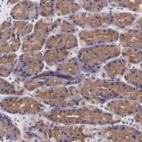 Anti-UPRT antibody produced in rabbit HPA000805-100UL