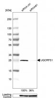 Anti-UQCRFS1 antibody produced in rabbit 