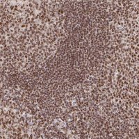 Anti-USF1 antibody produced in rabbit HPA036233-100UL