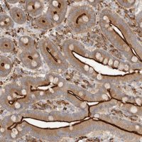 Anti-USH1C antibody produced in rabbit 