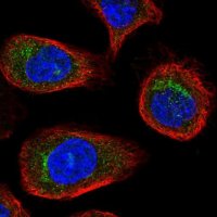 Anti-USO1 antibody produced in rabbit HPA038282-100UL