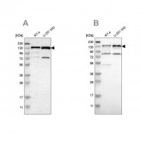 Anti-USP28 antibody produced in rabbit 