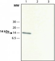 Anti-VAMP-8 antibody produced in rabbit V7514-200UL
