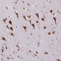 Anti-VAMP4 antibody produced in rabbit 