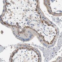 Anti-VAMP8 antibody produced in rabbit 