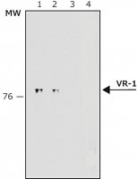 Anti-Vanilloid Receptor-1 antibody produced in rabbit V2764-200UL