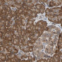 Anti-VAPA antibody produced in rabbit 