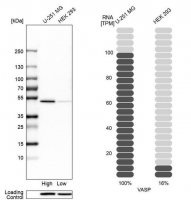 Anti-VASP antibody produced in rabbit 