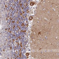 Anti-VDAC2 antibody produced in rabbit HPA043475-100UL