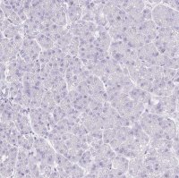 Anti-VGLL1 antibody produced in rabbit 