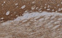 Anti-VGluT1 Antibody, clone 4O15, ZooMAb Rabbit Monoclonal 
