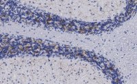 Anti-VGLUT2 Antibody, clone 3C2, ZooMAb Rabbit Monoclonal 