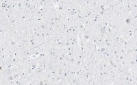 Anti-VGLUT2 Antibody, clone 8G9.2 ZooMAb Mouse Monoclonal 