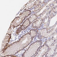 Anti-VSIG2 antibody produced in rabbit HPA050147-100UL