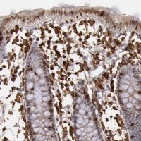 Anti-WAS antibody produced in rabbit 