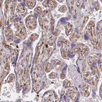 Anti-WASF2 antibody produced in rabbit 