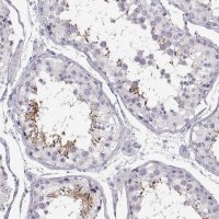Anti-WBP2NL antibody produced in rabbit 