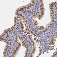 Anti-WDR13 antibody produced in rabbit 