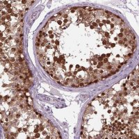 Anti-WDR48 antibody produced in rabbit 