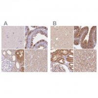 Anti-WDR54 antibody produced in rabbit 