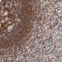Anti-WIPF1 antibody produced in rabbit 