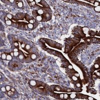 Anti-WNT8A antibody produced in rabbit 