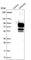 Anti-WRAP53 antibody produced in rabbit HPA023026-100UL