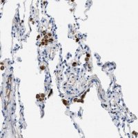 Anti-XCR1 antibody produced in rabbit 