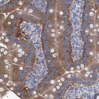 Anti-XPNPEP1 antibody produced in rabbit 
