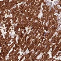 Anti-XPR1 antibody produced in rabbit 