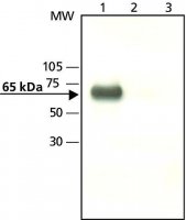 Anti-YAP1 (C-terminal) antibody produced in rabbit 