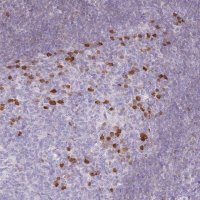 Anti-ZBP1 antibody produced in rabbit 