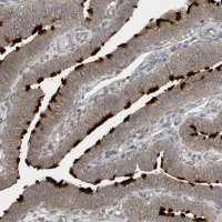 Anti-ZBTB3 antibody produced in rabbit 