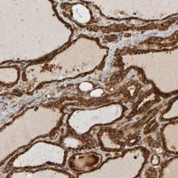 Anti-ZFAND1 antibody produced in rabbit 