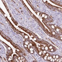Anti-ZFAND4 antibody produced in rabbit 