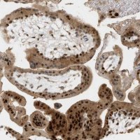 Anti-ZFAND5 antibody produced in rabbit 