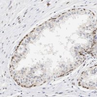 Anti-ZFC3H1 antibody produced in rabbit 